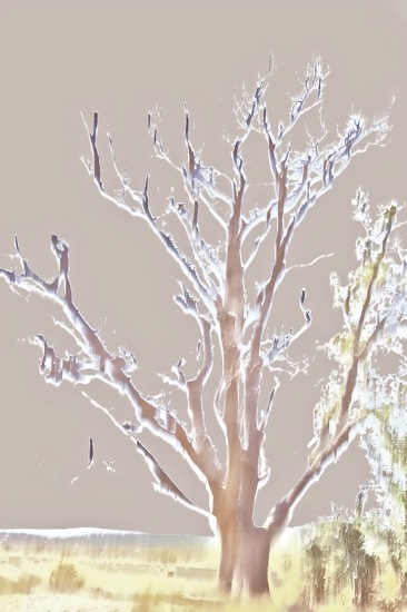 A7312269-L'arbre de Lumière