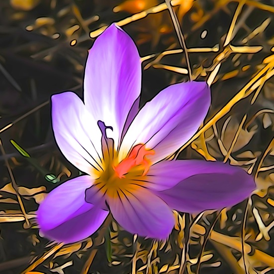 F2243176-Fleur de printemps