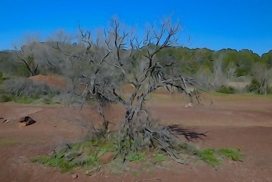 G3111833-L'arbre de la savane