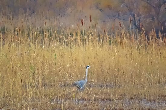 A1129279-Aquarelle en Camargue