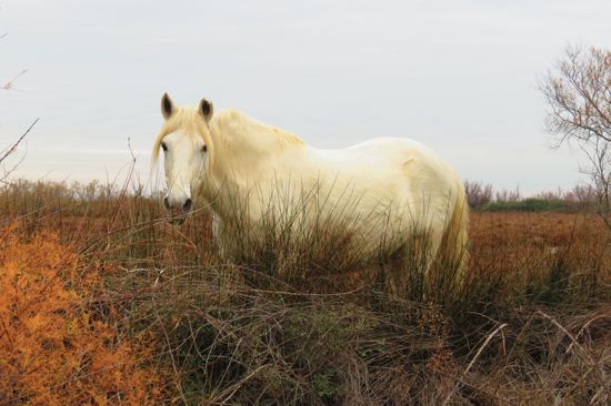 A1129544-Crin blanc