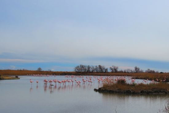 A1241228-Couleurs de Paix...