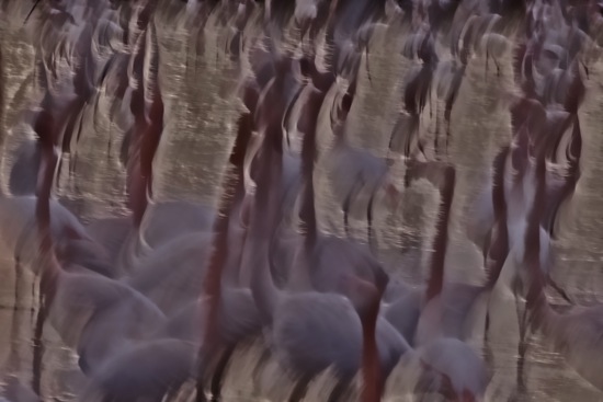 AB233139-Le mystère des flamants roses...