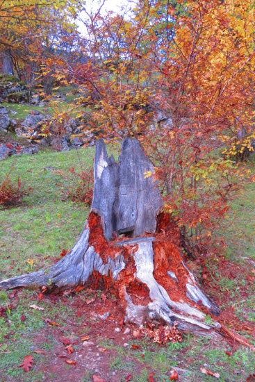 CB025466-L'arbre qui saignait...