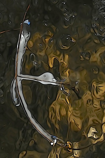F1106536-Canard tendu !