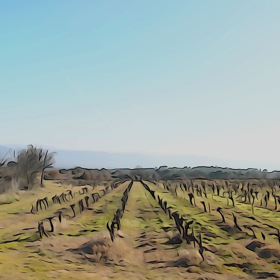 F1259709-Les vignes du Seigneur