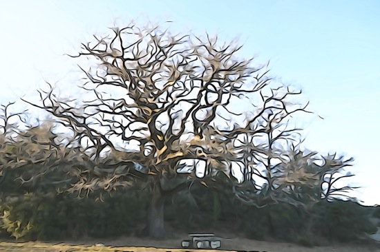F1259750-Au pied de mon arbre...