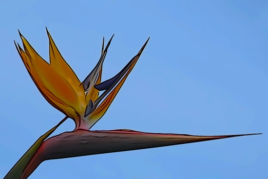 F2090582-Exotisme