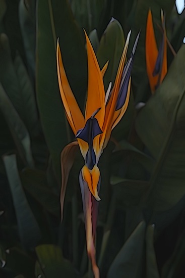F2090586-Exotisme