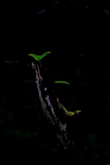F2120858-Sustentation