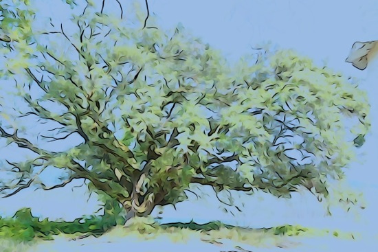 F2232808-Chêne contemporain