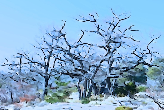F2243085-Couleurs hivernales !