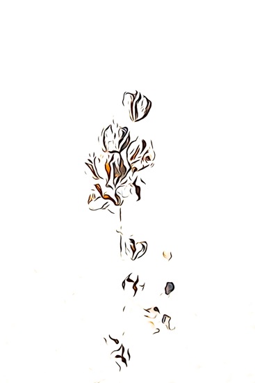 F2243117-Fleur d'hiver