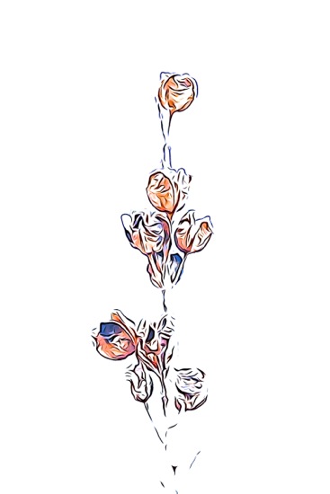 F2243125-Fleur d'hiver