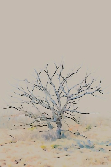F2243141-Le printemps en hiver !
