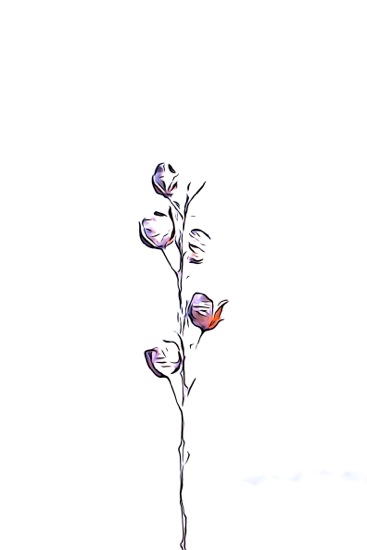F2243148-Fleur d'hiver