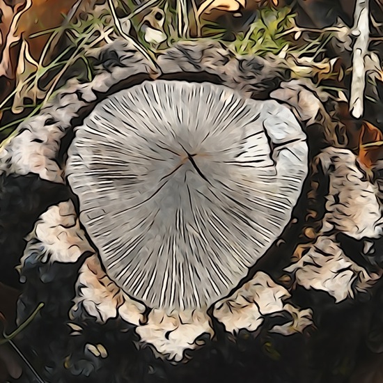F2243378-Bois au coeur