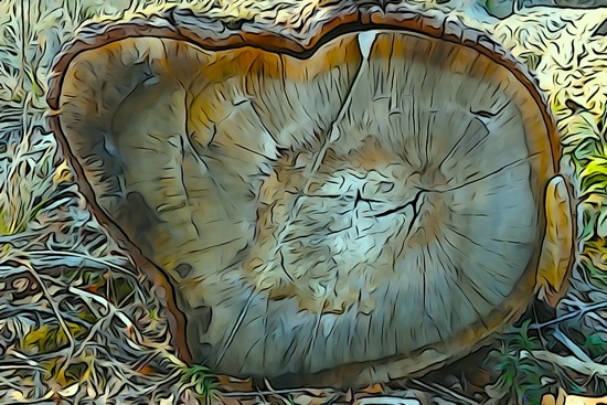 F2243399-Coupe sophistiquée !