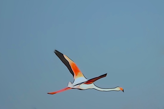 F2273788-Flamant