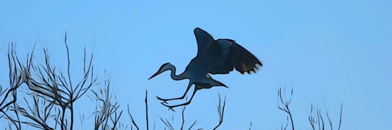 F2273904-Flamant