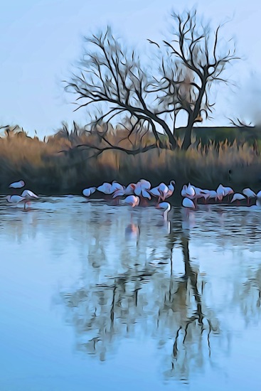 F2273976-Camargue en Provence