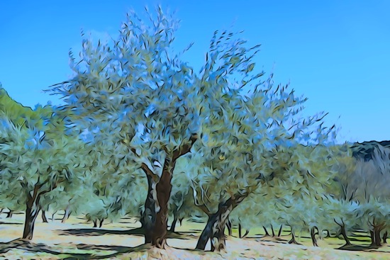 F3024052-Oliviers de Provence