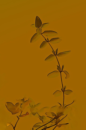 F3024300-Délicatesse