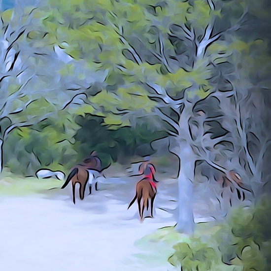 F3104737-Cavalière en forêt