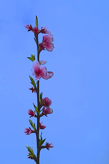 F3145082-Fleurs de pêcher