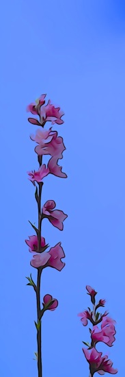 F3145084-Fleurs de pêcher