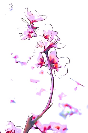 F3145093-Fleurs de pêcher