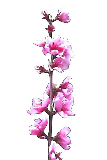 F3145096-Fleurs de pêcher