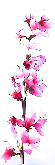 F3145110-2-Fleurs de pêcher