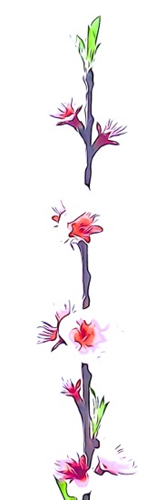 F3155176-Fleurs de pêcher