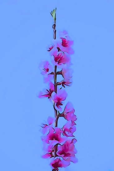 F3155203-Fleurs de pêcher