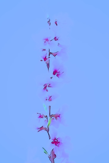 F3155205-Fleurs de pêcher