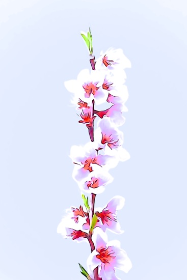 F3155208-Fleurs de pêcher