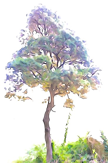 F3155502-Printemps... au Val d'Enfer