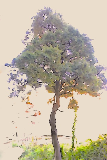 F3155503-Printemps... au Val d'Enfer
