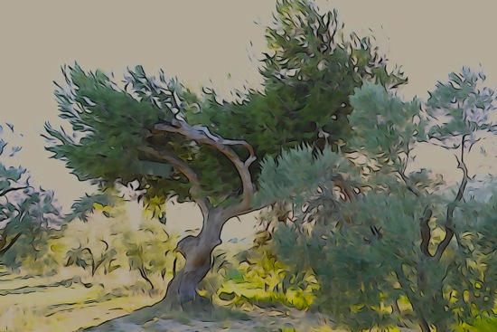 F3155546-Effets de Mistral !