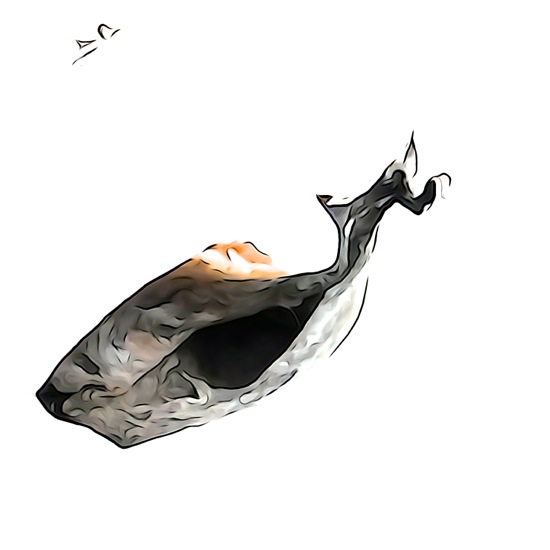 F5219778-Baleine en apnée