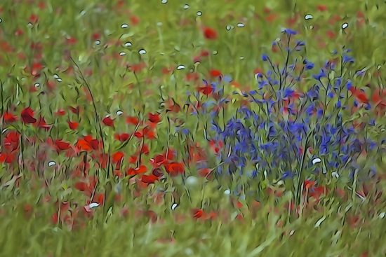 F5229913-Gentils coquelicots
