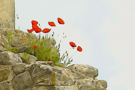 F5229973-Gentils coquelicots