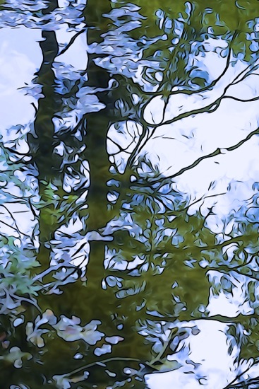 F5230366-Feuilles de ciel