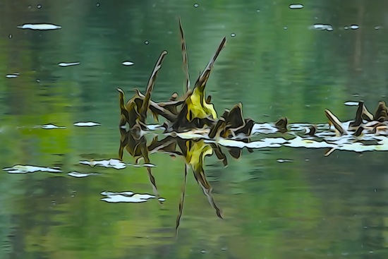 F5240561-2-Araignée d'eau