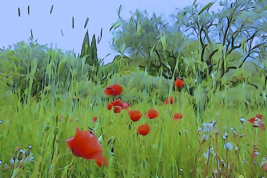 F5240611-Comme un petit coquelicot, mon âme...!
