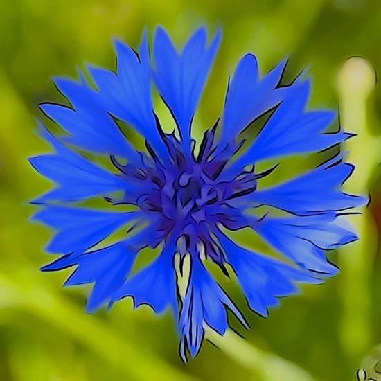 F6061784-Bleuet de France