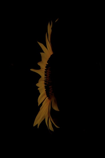 F7062654-Tournesol