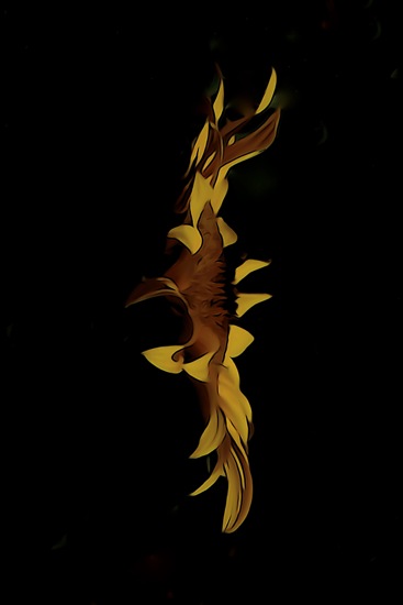 F7062673-2-Tournesol