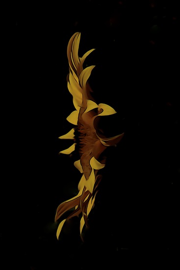 F7062673-Tournesol